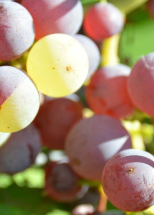 Roter Riesling Mutation ANT 6316